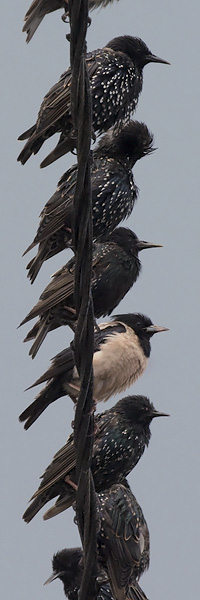 Punakottarainen, Rosy Starling, Sturnus roseus